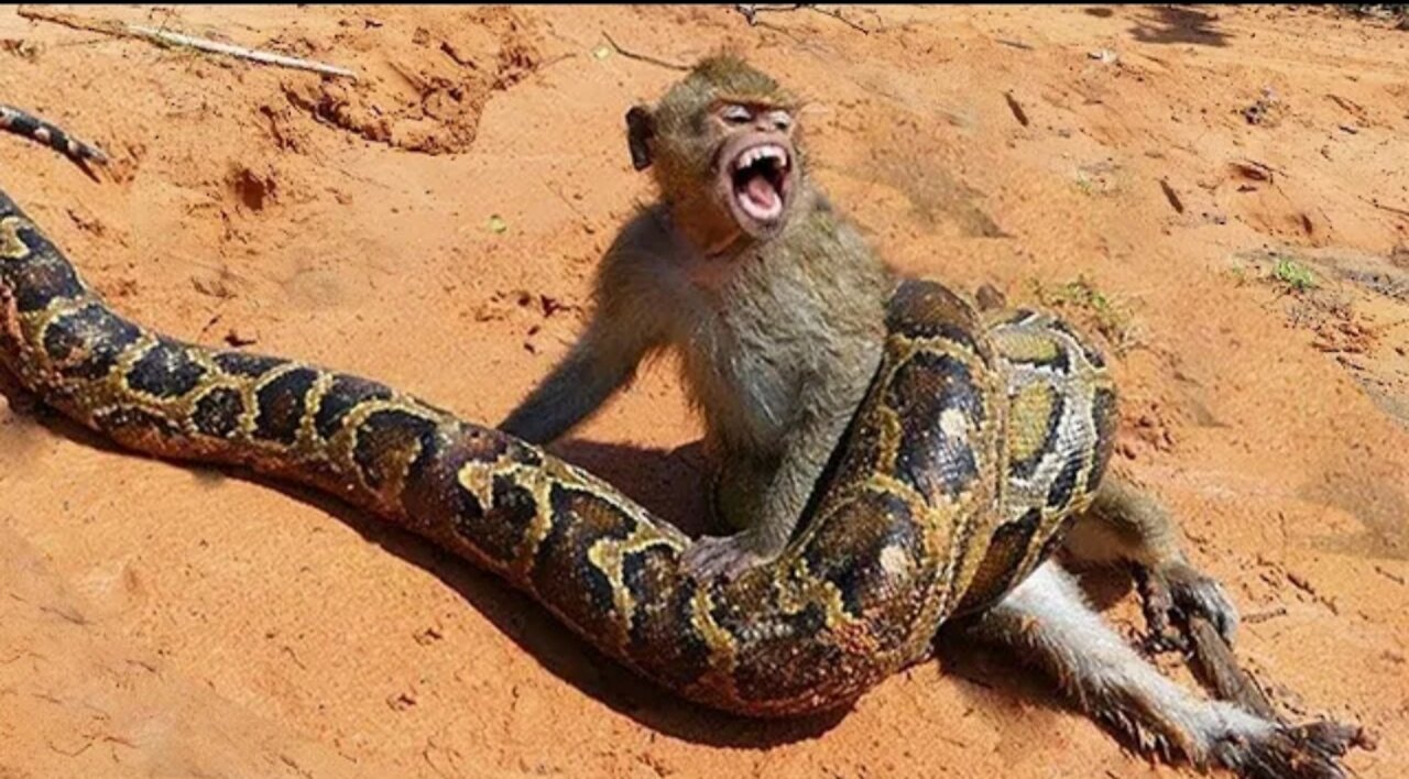 Monkey vs PYTHON🐍🐍