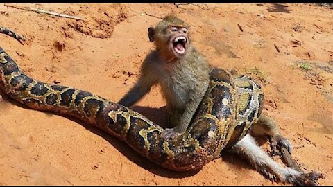 Monkey vs PYTHON🐍🐍