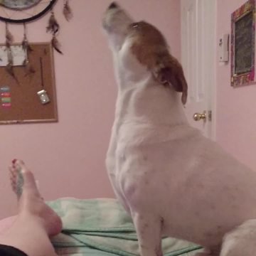 Funny Dog Talks To His Lady Owner