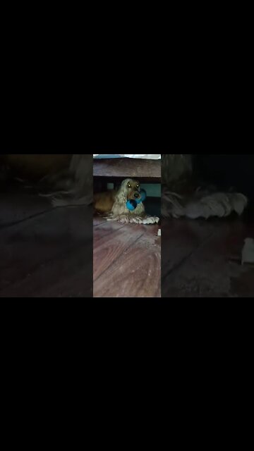 #dogshow ,#animals ,#dogs ,#shorts