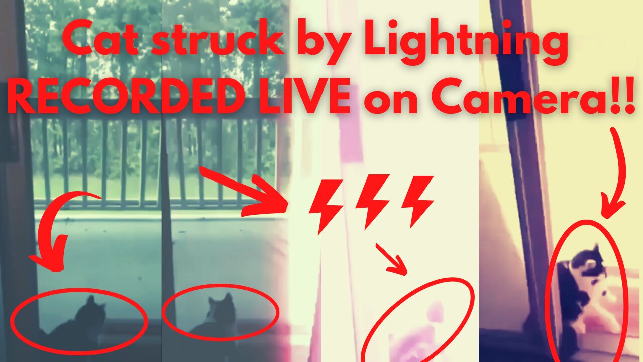 Cat Struck by Thunder Lightning RECORDE LIVE !! on camera