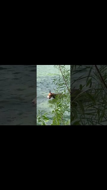 Puppy swimming at the lake.