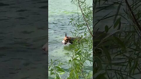 Puppy swimming at the lake.