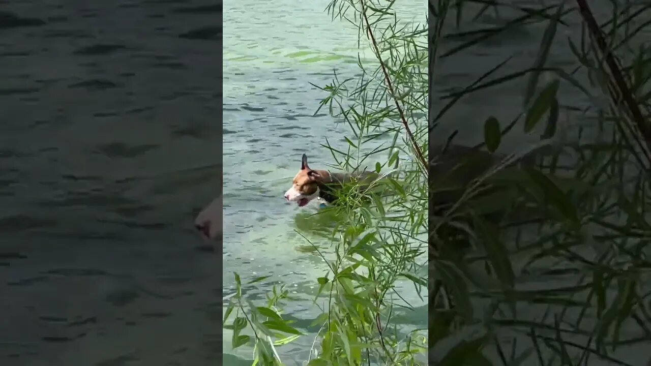 Puppy swimming at the lake.