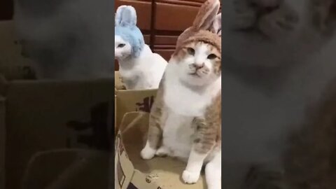 sad cat #Shorts 🧐