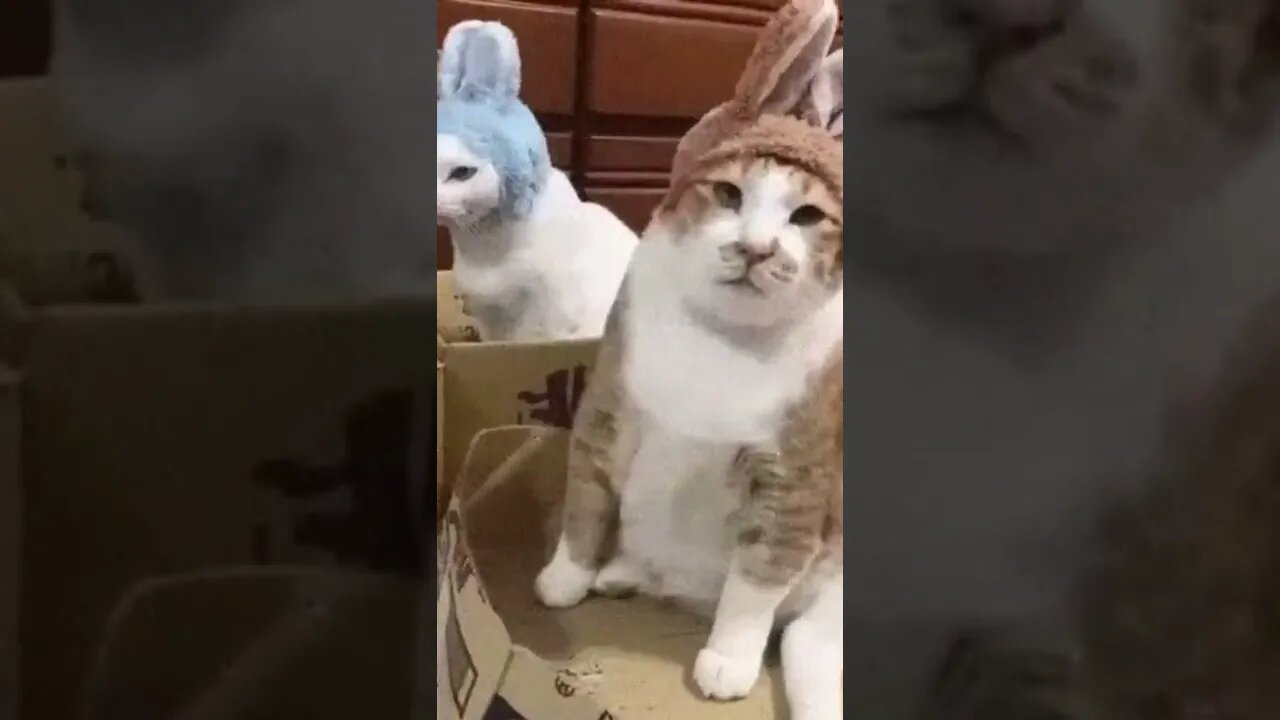 sad cat #Shorts 🧐