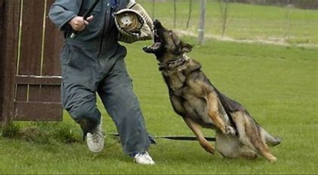 How To Make Any Dog Become Fully Aggressive With Few Simple Tips!!