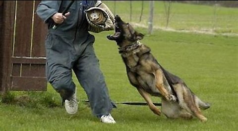 How To Make Any Dog Become Fully Aggressive With Few Simple Tips!!