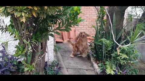 #dogshow, #animals , #dog , #shorts