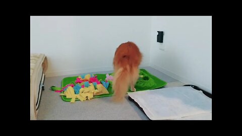 コスモとなつきの虹色Vlog《Part１》 ちょっと画質があまりよくないですがご覧ください(^▽^;)