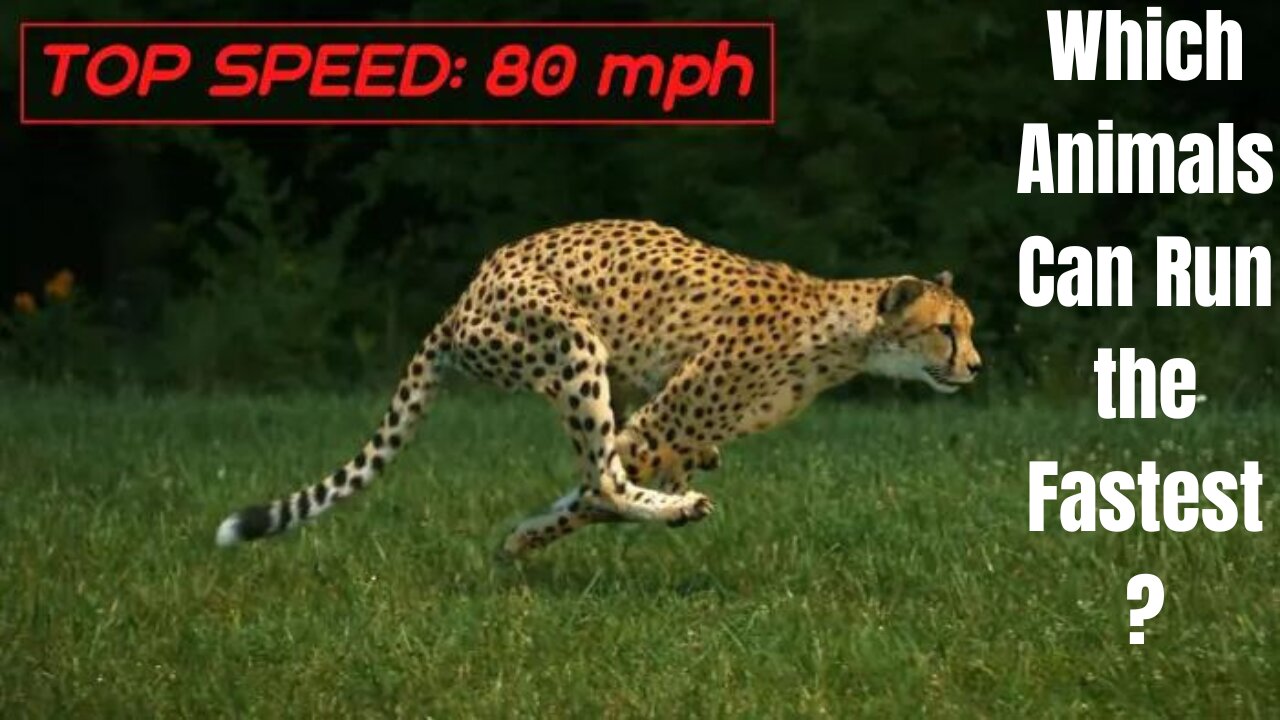 10 Fastest animal in the world | You don't know