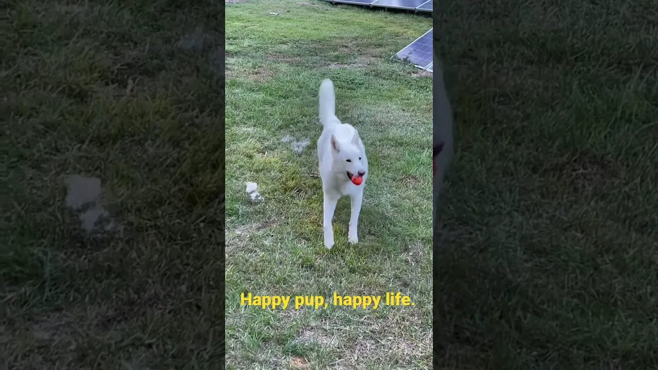 Happy pup, happy life