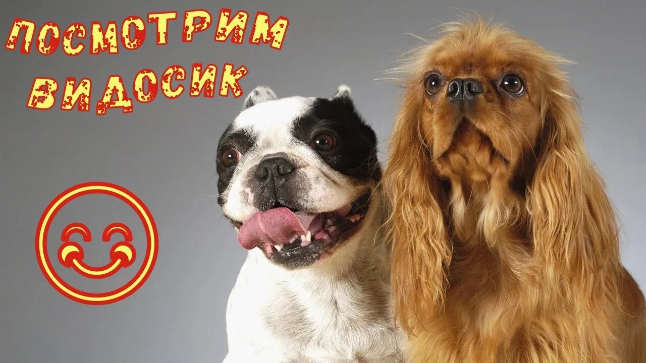 Смешные Собаки 12 Funny Dogs