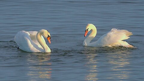 Territorial Rotation Display of Mute Swan Males