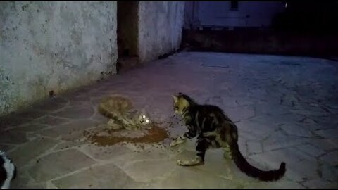 See Stray Cats Fighting Over Food
