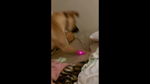 Rex the Wonder Dog vs. the evil alien laser bug