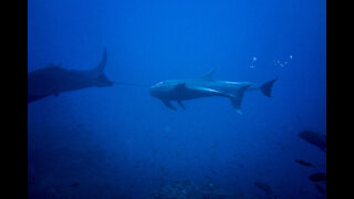 Playful dolphins pull on manta ray's tail to play with scuba divers