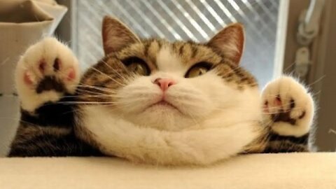 Cute Animals & Funny Animals 2021