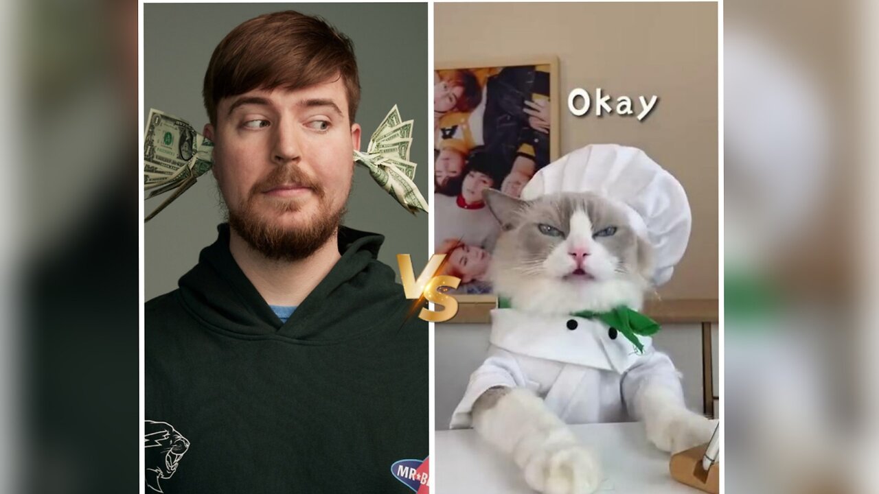 How This Cat Little Puff Crushed MrBeast in Views