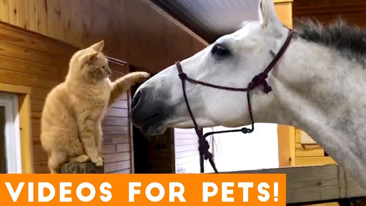 Watch these Amazing Pets that's hilariously Funny can't stop laughing! | Funny Pet Videos