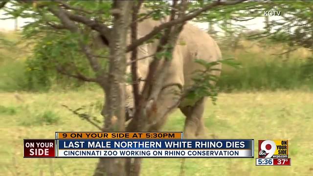 Last male northern white rhino dies