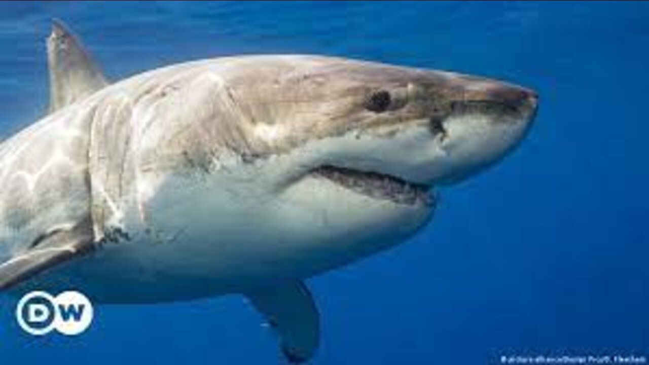 EL TRIP - NADANDO CON DELFINES Y TIBURONES