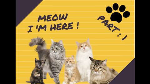 Funny cats videos [Part 1]
