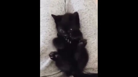 Kitten Realizes He Has Four Paws