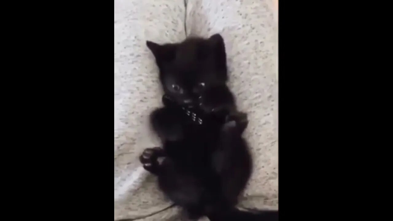 Kitten Realizes He Has Four Paws