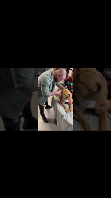 Dog Chiropractor Resolves Cervical Spine Blockage on Bull Dog