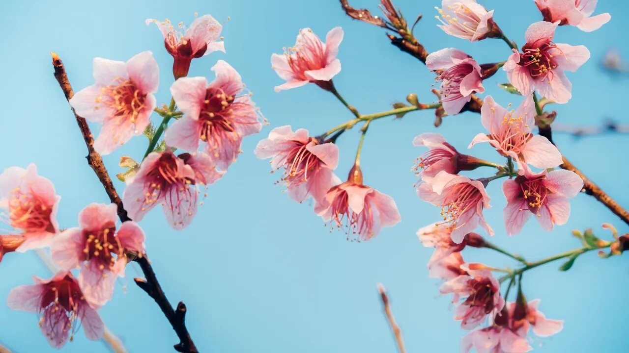 Beautiful Flowers Spring, Relaxing Music Spring 2022