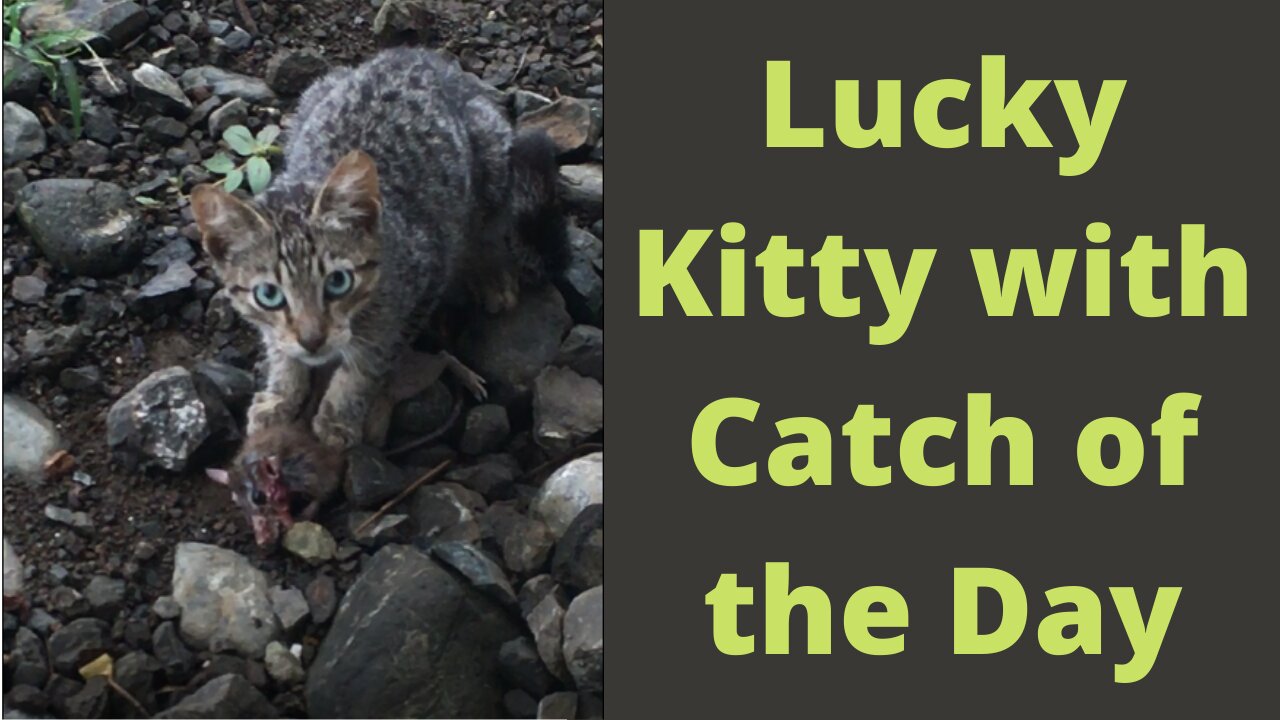 Lucky Kitty - With The Huge Catch of The Day