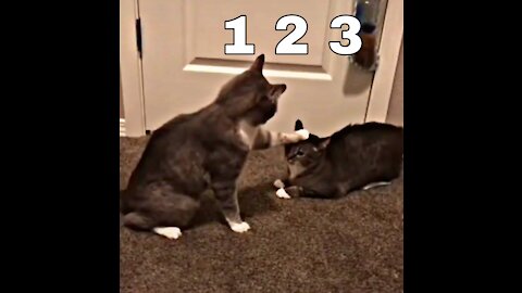 Watch Two Cats Fight Wrestle To the Death!!!