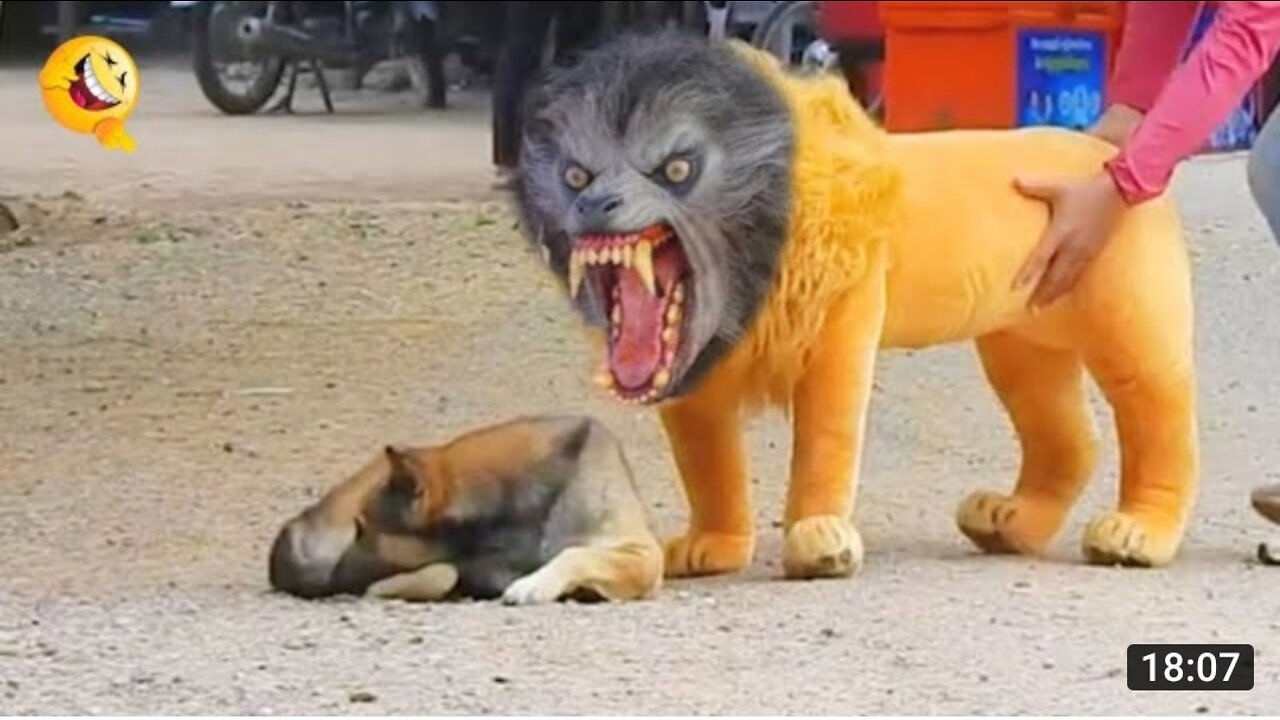 Troll Prank Dog Funny _ fake Lion and Fake Tiger Prank To dog _ Huge Box Prank to dog