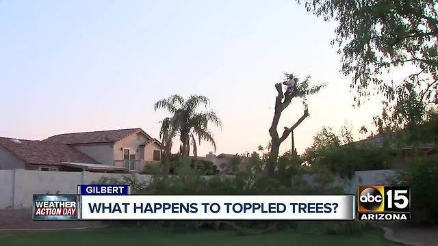 Monsoon season: What to do with downed trees