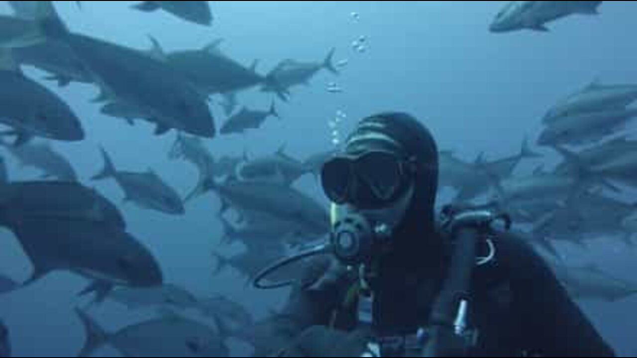 Dykker tar en selfie midt i en fiskestim