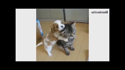 Try Not To Laugh - Dog vs Cat - Funniest Video's Compilations - Funny Dog vs Cat Video