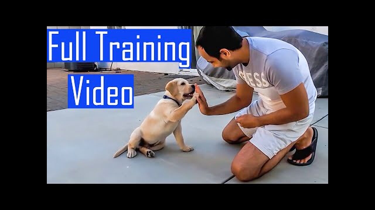 Labrador Puppy Learning and Performing Training Commands _ Dog Showing All Training Skills