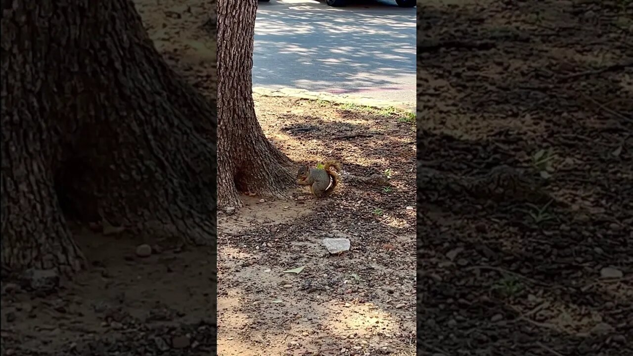 Squirrels like peanuts ☺️