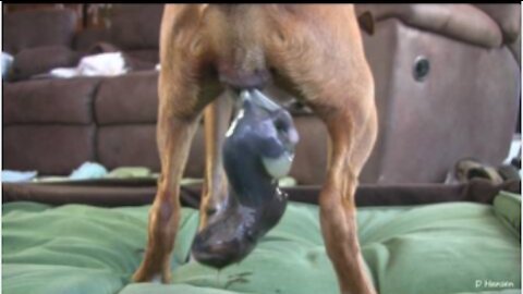 🐕Dog Has Amazing Birth While Standing!!! - very satisfying😲