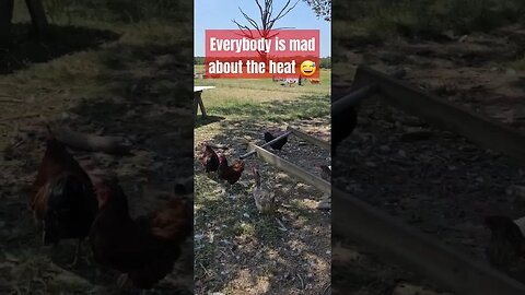 Ducks will let you know #chicken #video #duck #turkey #farm #homestead #farmlife #shorts