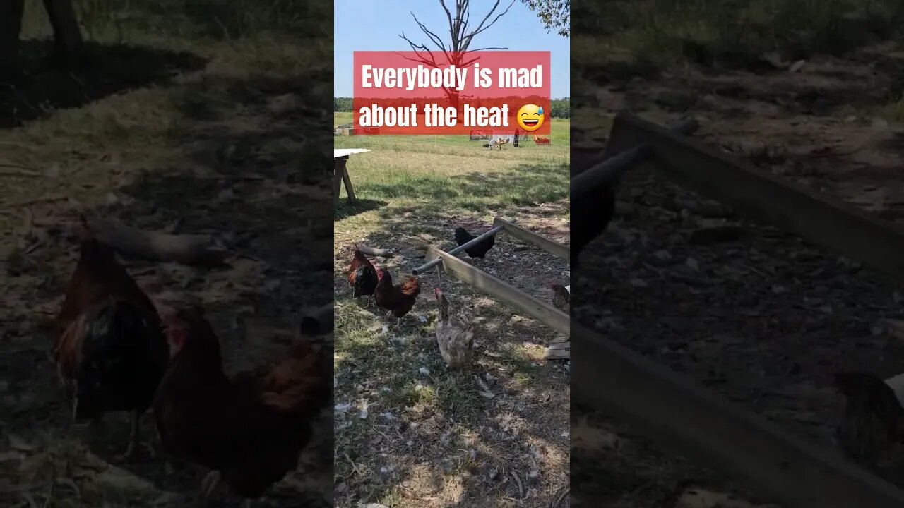 Ducks will let you know #chicken #video #duck #turkey #farm #homestead #farmlife #shorts