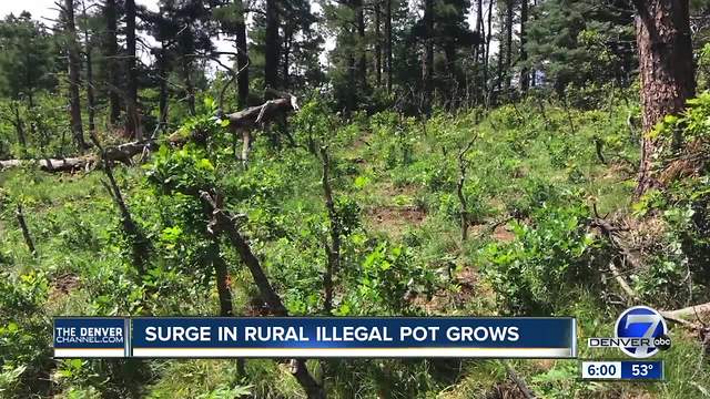 Rural marijuana grows rising in the state of Colorado