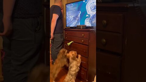 Jenny and Rosie are going to bed after this 🐕 #dogs #shorts #youtubeviral #cute #tiktok #adorable