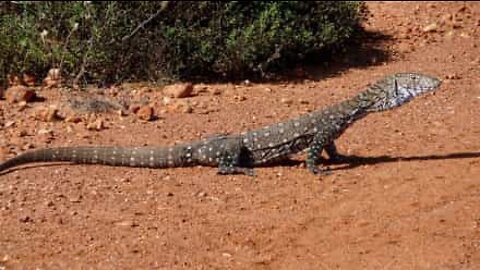 Giant lizard attempts bank heist