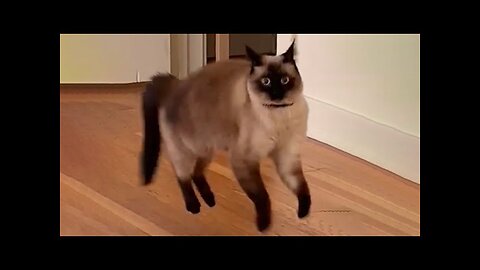 Cats with unexplained behavior