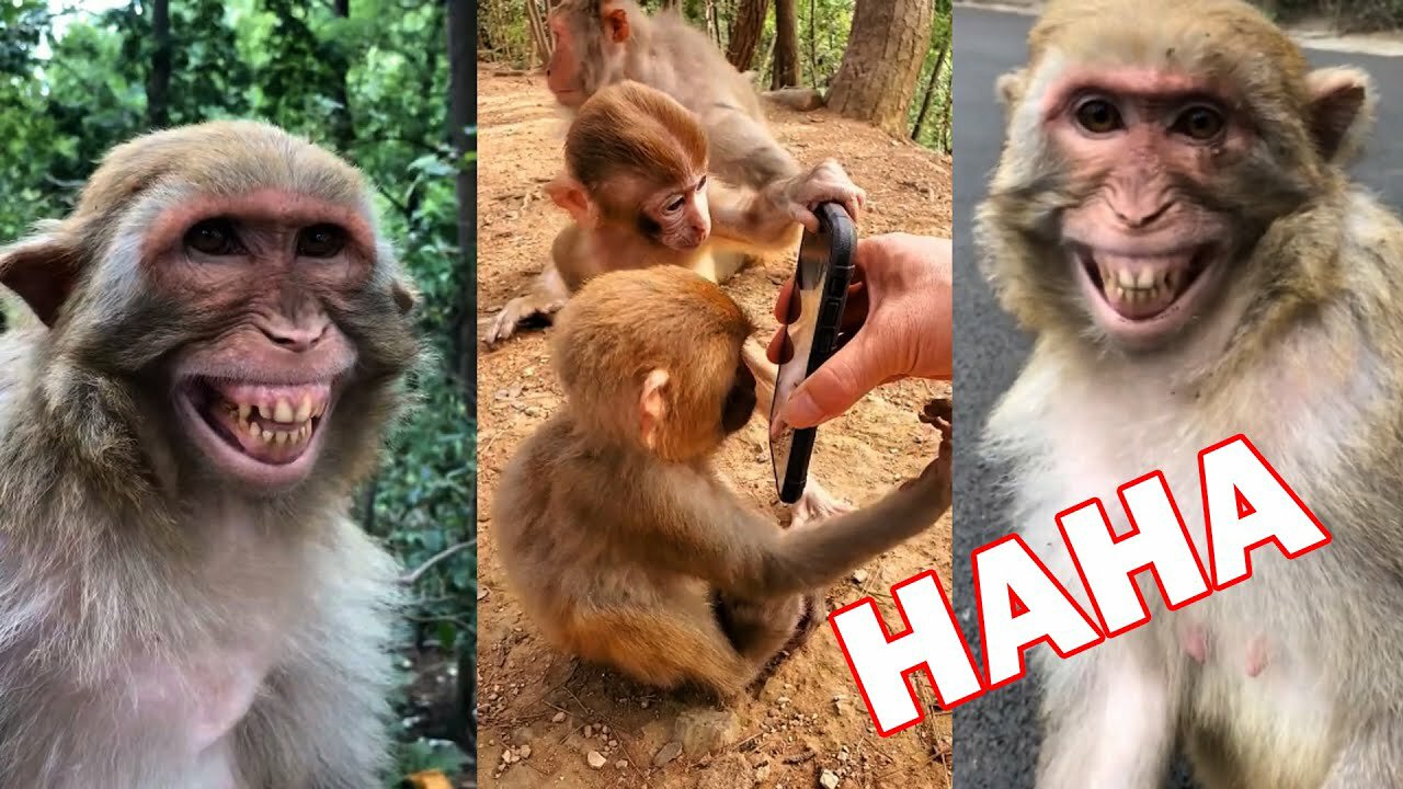 funny prank to monkey