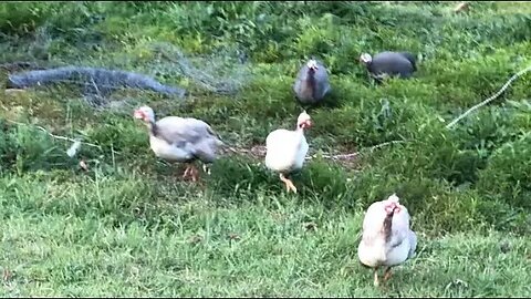 Guinea fowl run to owner’s car. They think the owner is Big Bird 😆❤️ #freerange #guineafowl