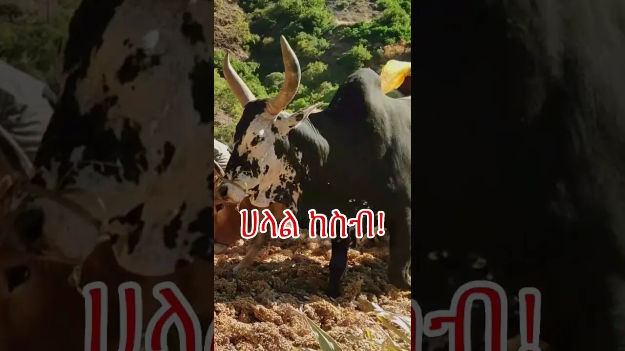 ሀላል ከስብ! #ኢትዮጵያ #አይመኒታ #ሰበር #abelbirhanu #ድንቅልጆች #ፈታ #አዲስ
