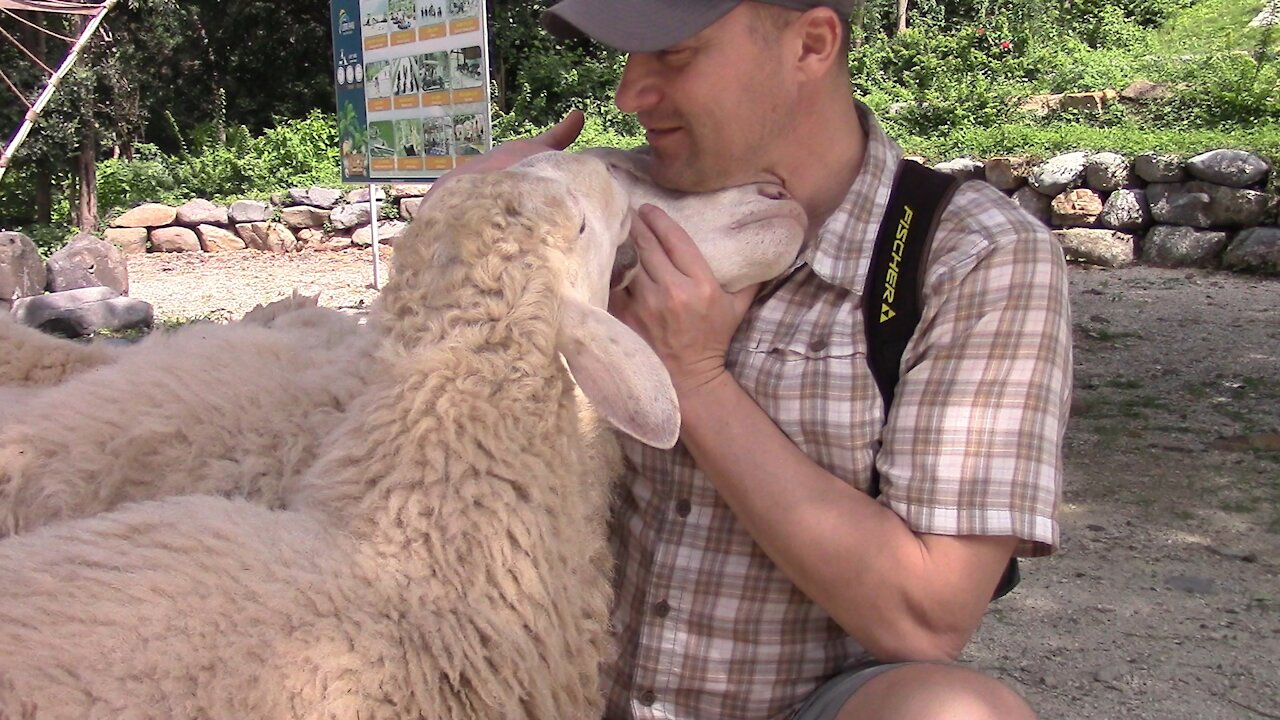 Unexpected cuddles and love from sheep